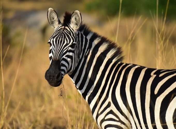 zebra shot africa safari tanzania