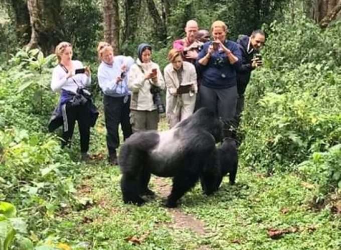 Uganda gorilla trekking experience