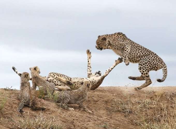 cheetah's family in tanzania africa safari