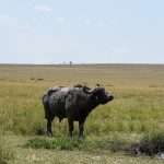 buffalo in african plains safari