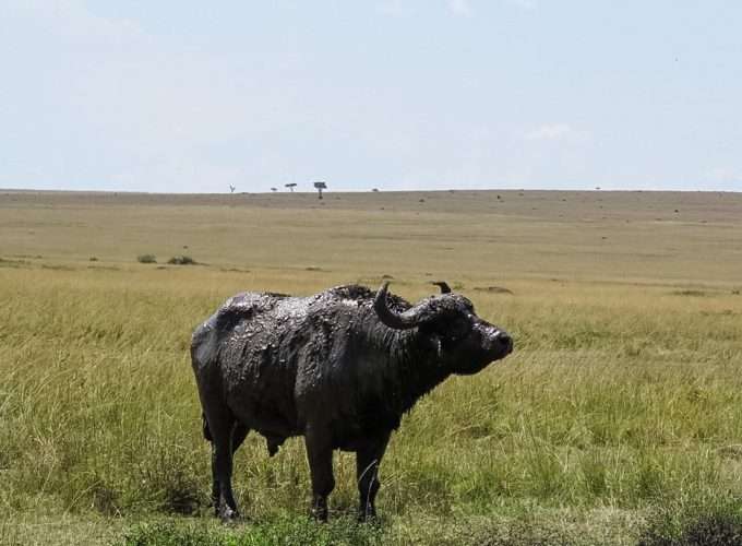 buffalo in african plains safari