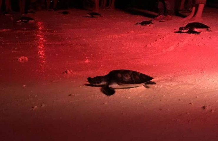 Zanzibar: Marine Turtle release