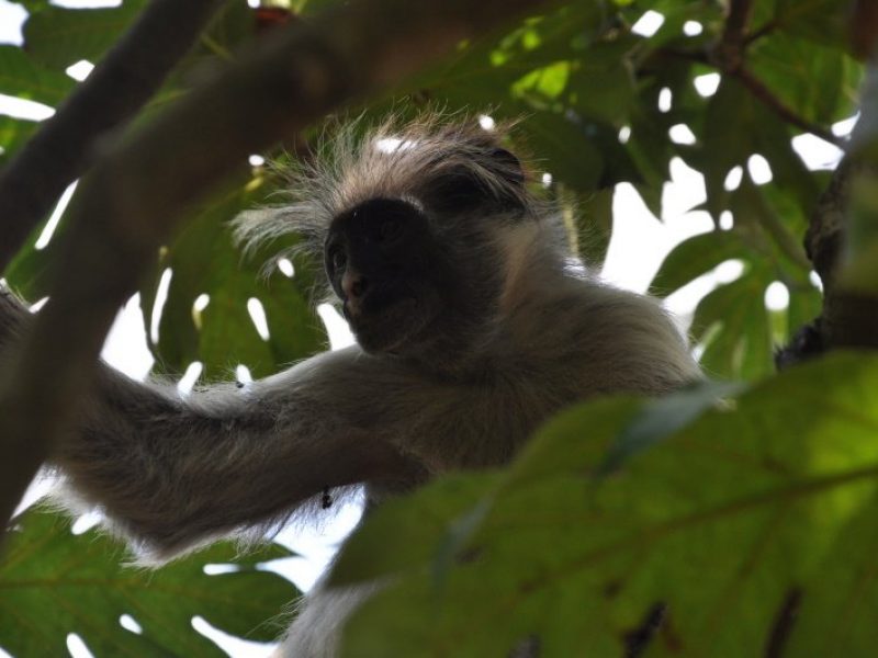 zanzibar jozani forest red colobus monkey (14)