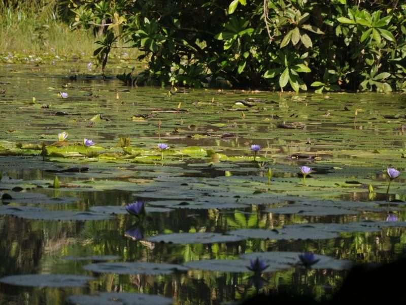 Masingini forest lake