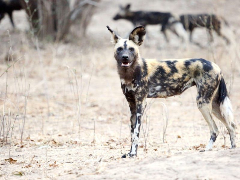 Zimbabwe mana pools wildlife