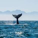 Seascape with Whale tail. The humpback whale (Megaptera novaeangliae) tail dripping with water in False Bay off the Southern Africa Coast