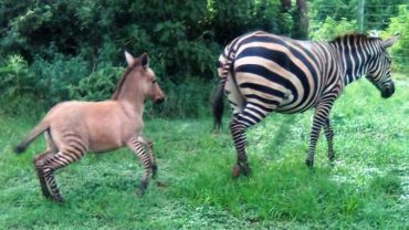 zonkey april 2020 heart of africa