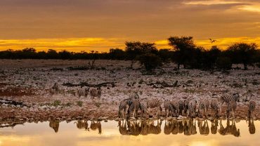 Parco Nazionale dell’Etosha