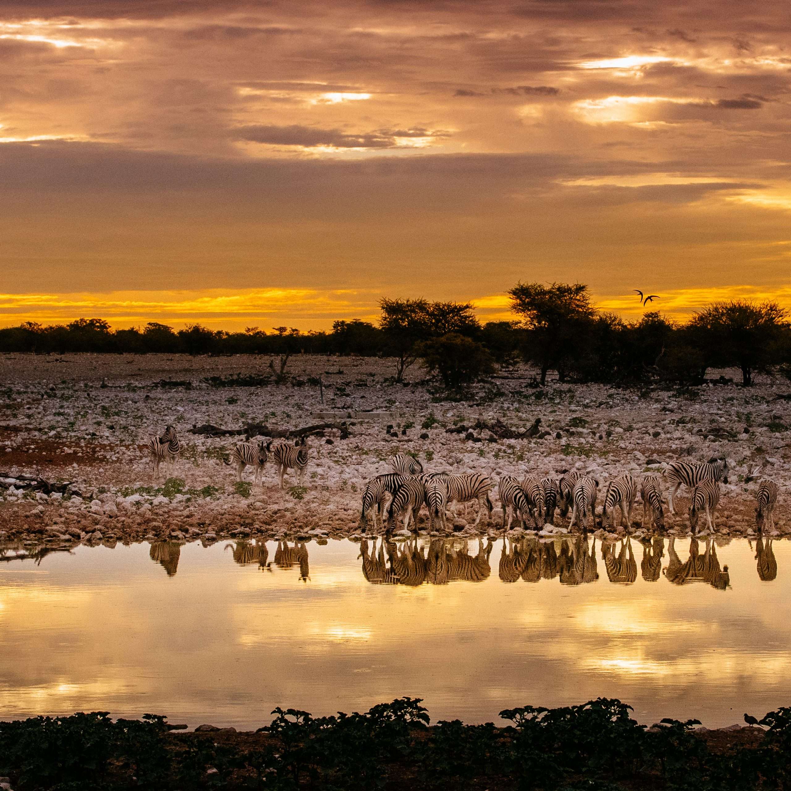 Parco Nazionale dell’Etosha