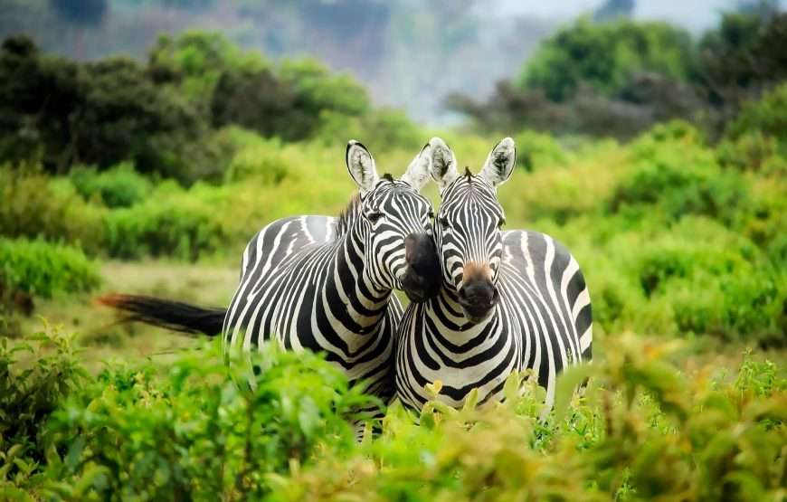 Mosi Oa Tunya Game Drive With Rhino Walk Safari