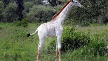 omo white giraffe tarangire national park tanzania africa safari (1)