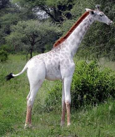 omo white giraffe tarangire national park tanzania africa safari (1)