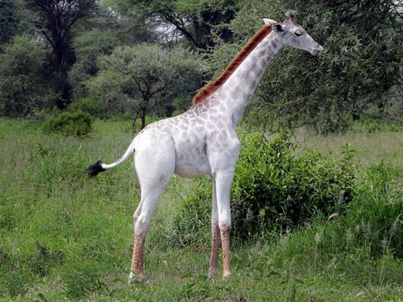 omo white giraffe tarangire national park tanzania africa safari (1)