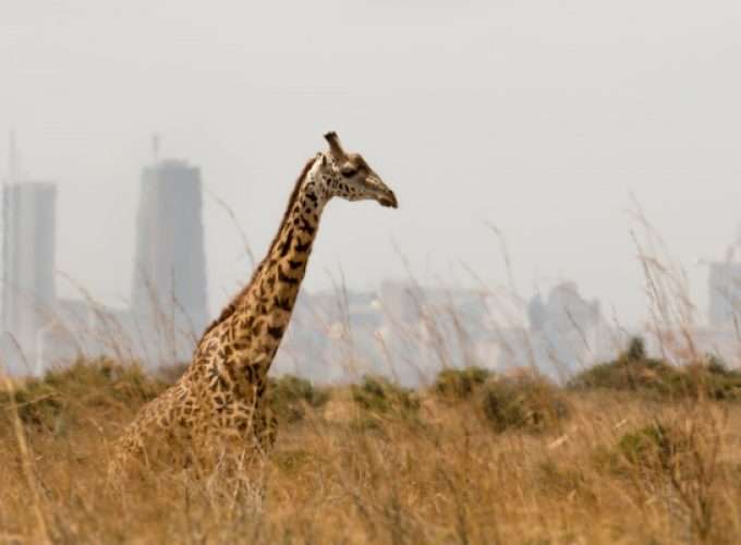 panoramic view from a lonely giraffe with the city of nairobi on the background, nairobi national park, kenya