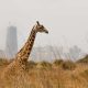 panoramic view from a lonely giraffe with the city of nairobi on the background, nairobi national park, kenya