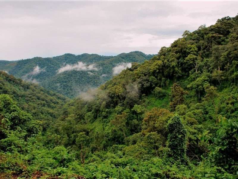 Bwindi Impenetrable National Park