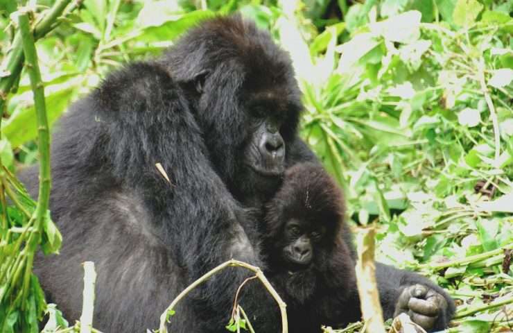 gorilla evid Uganda