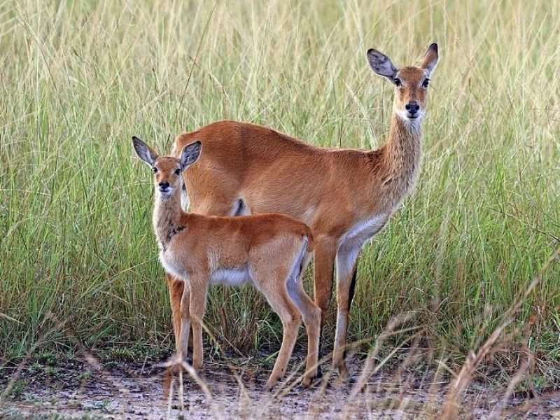 Semuliki National Park