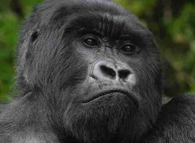 3 days Gorilla tracking Safari