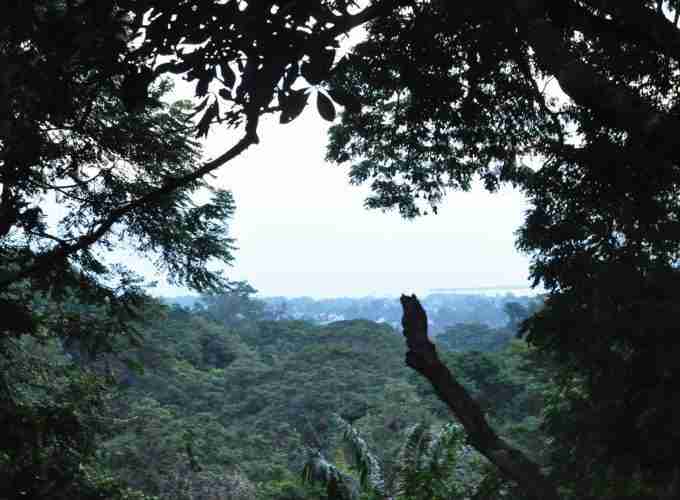 Masingini forest excursion