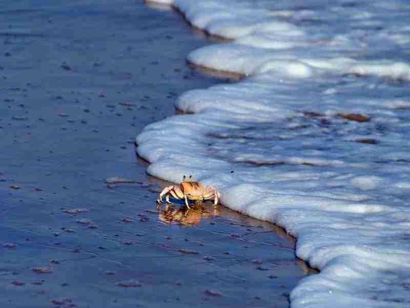 Kisite-Mpunguti Marine National Park