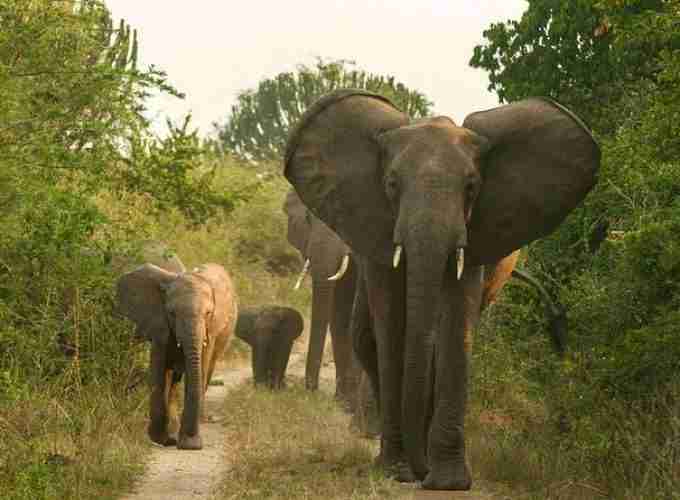 5 days Queen Elizabeth National Park Safari