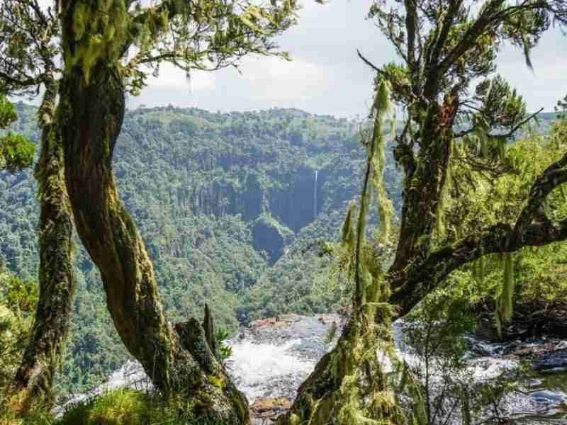 Aberdare National Park