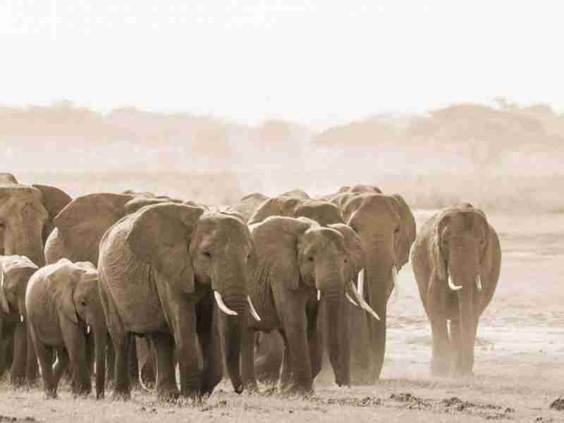 Amboseli, the king of Parks