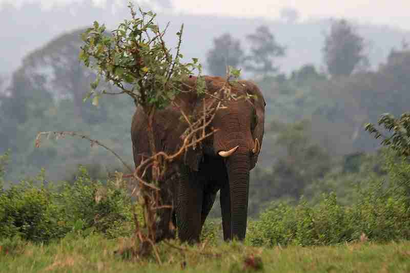 chyulu 1