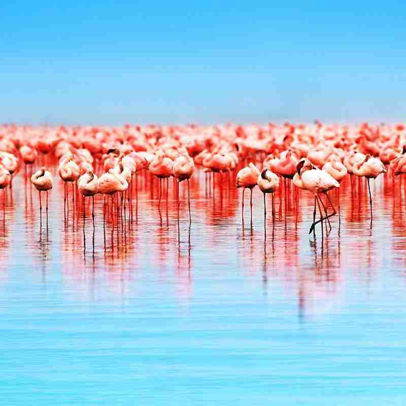 lake nakuru 1