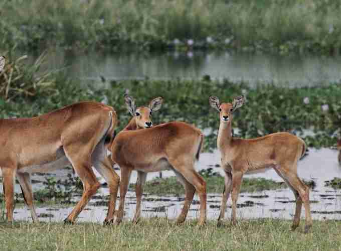 3 days Murchison falls National Park safari