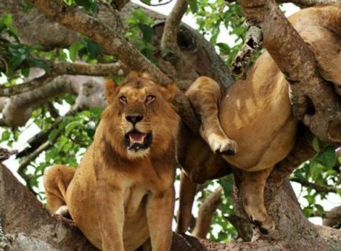 tree climbing lions