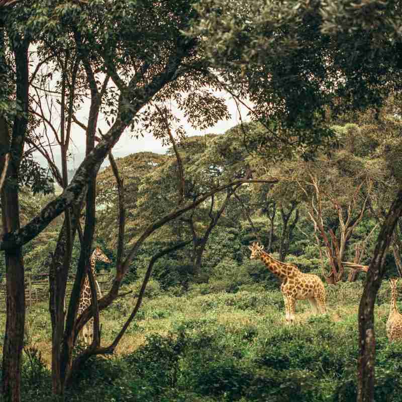 NAIROBI park 1