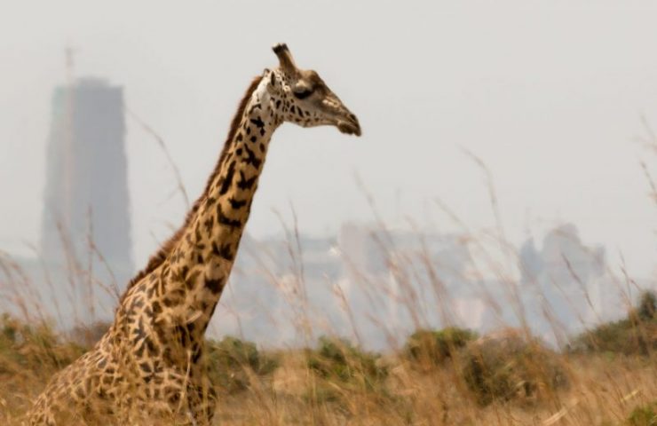 Nairobi National Park