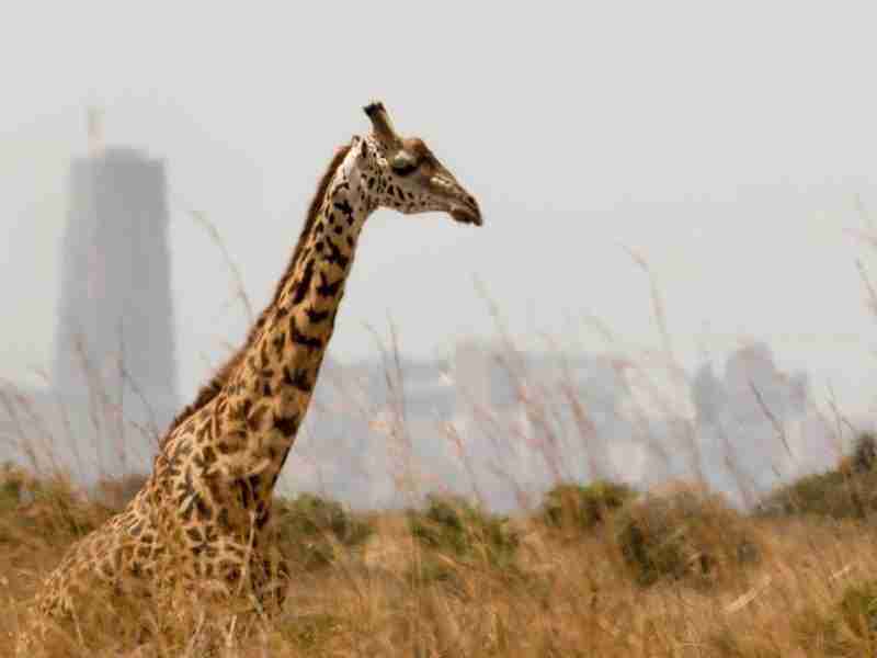 NAIROBI park