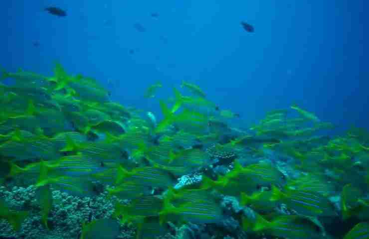 Mombasa Marine Park