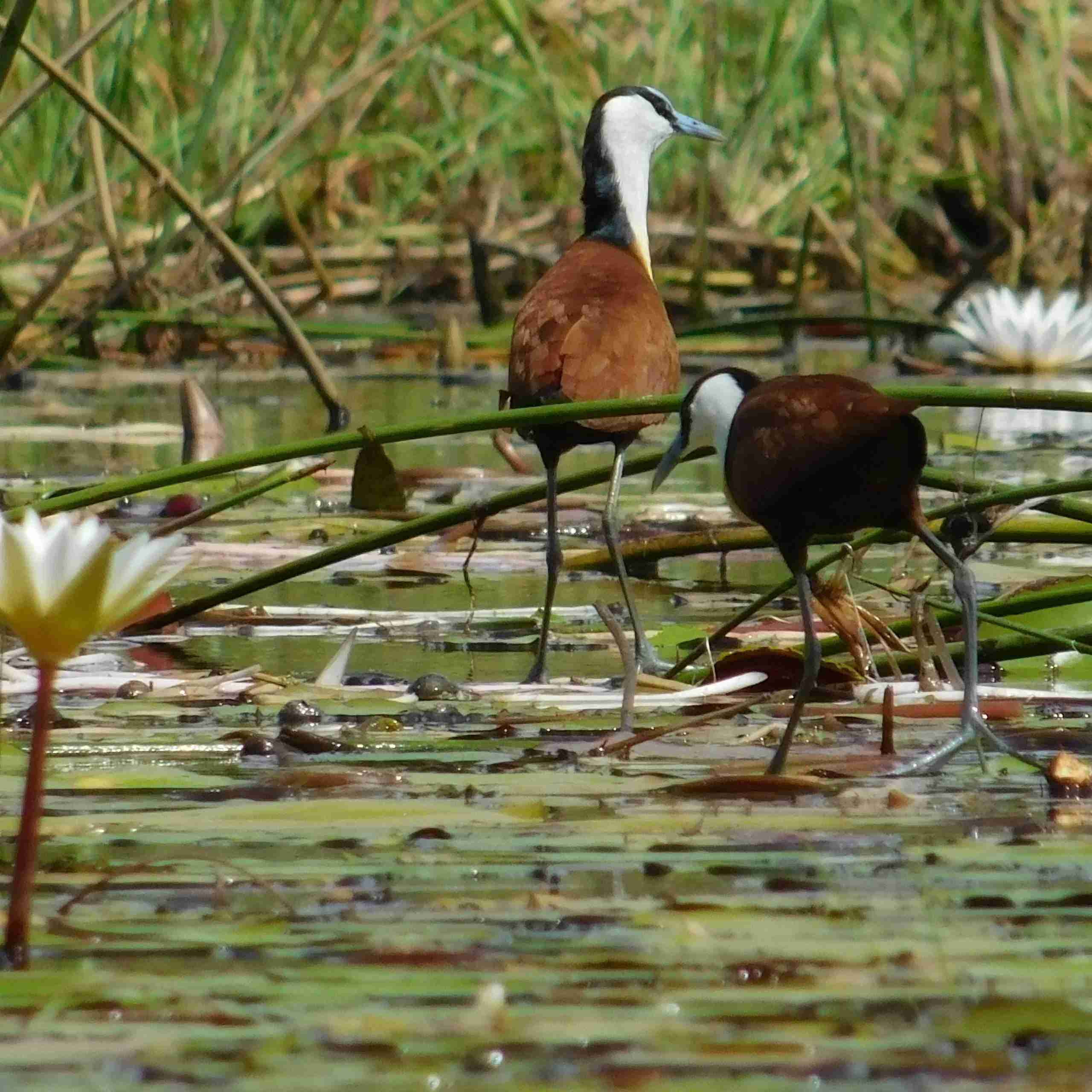 Okavango Delta-Maun