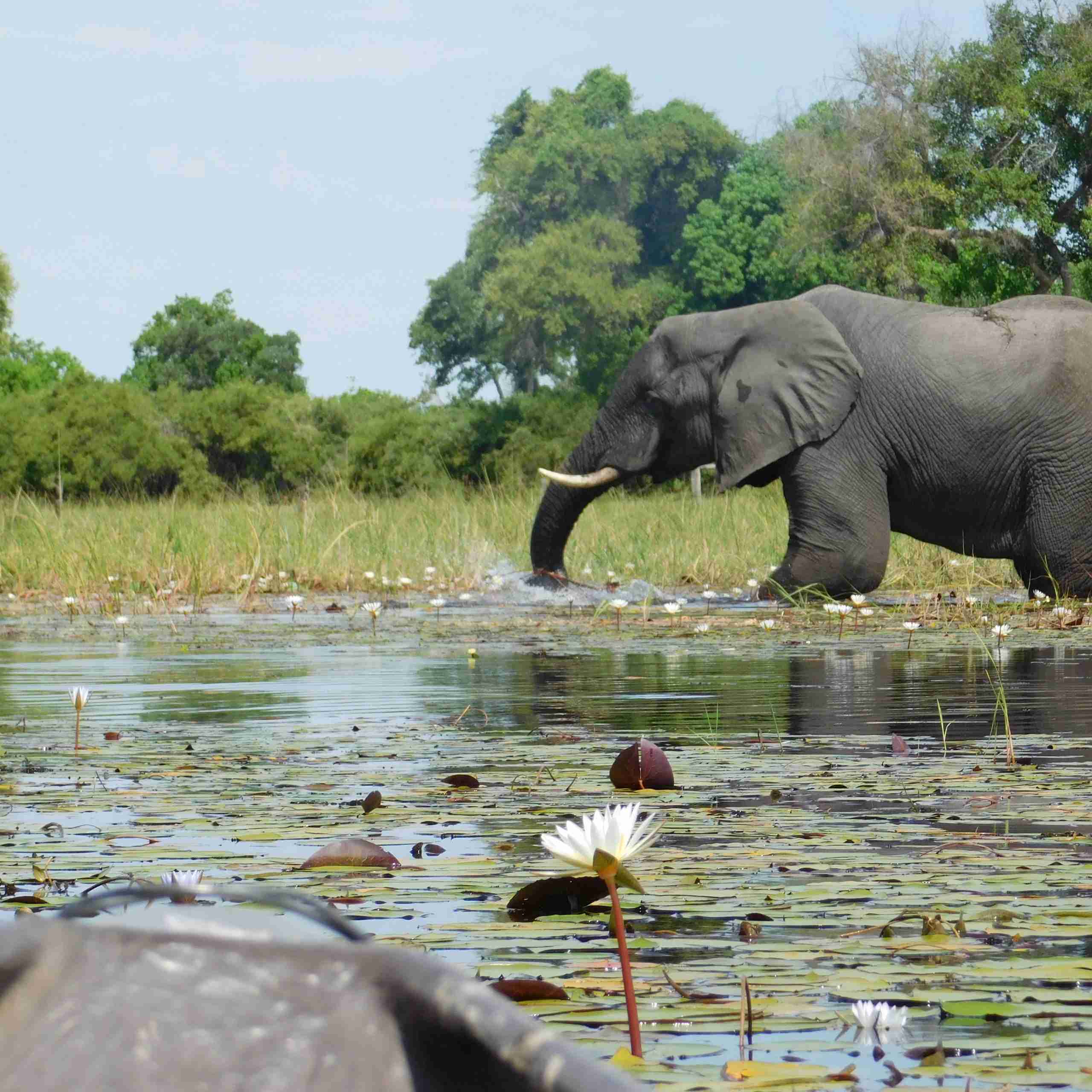 Maun-Okavango Delta