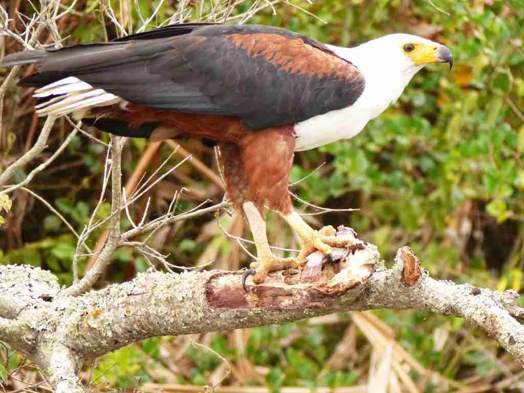  Bird watching and boat trip at the source of the Nile 