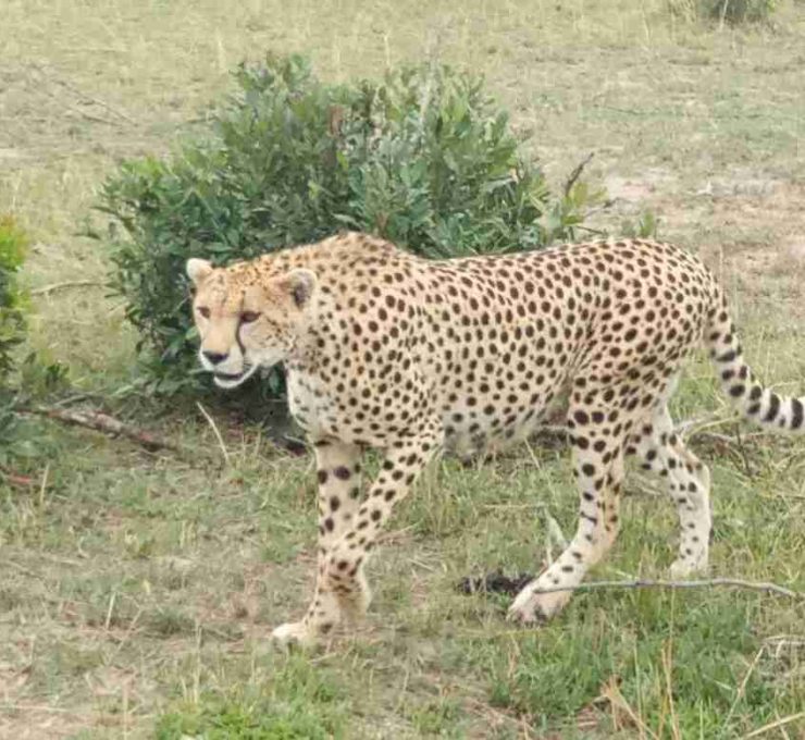 4 DAYS IN MASAI MARA GAME RESERVE