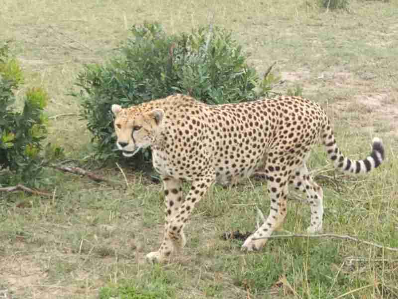 4 DAYS IN MASAI MARA GAME RESERVE