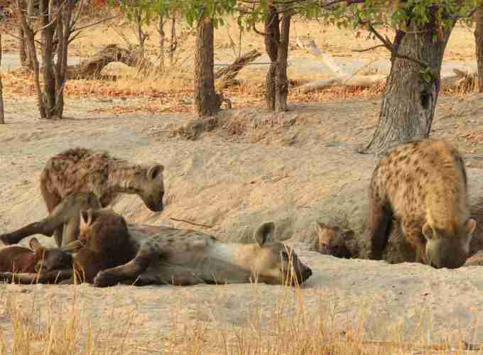 3-Day Camping Safari in Central Kalahari Game Reserve, Botswana