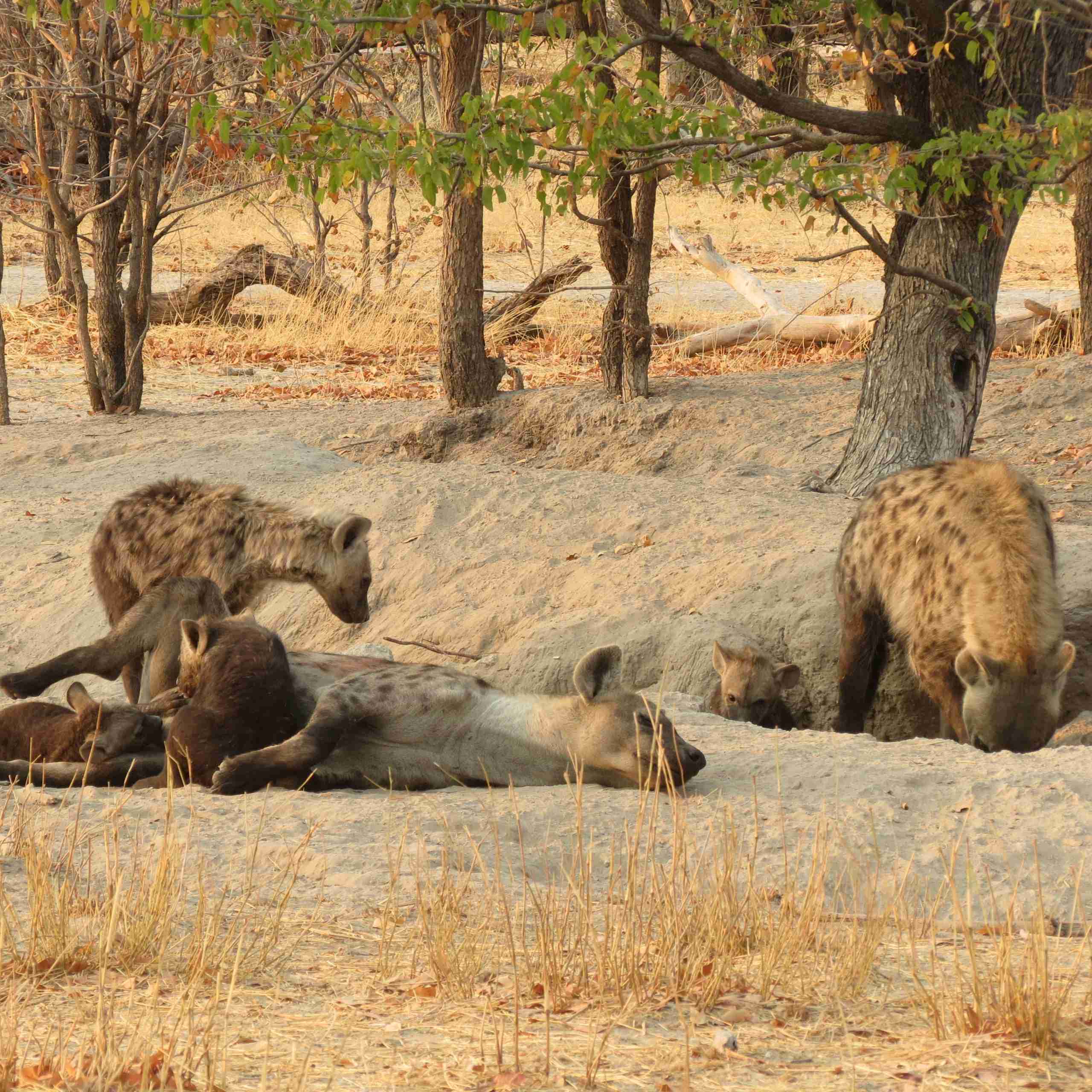 Moremi Game Reserve