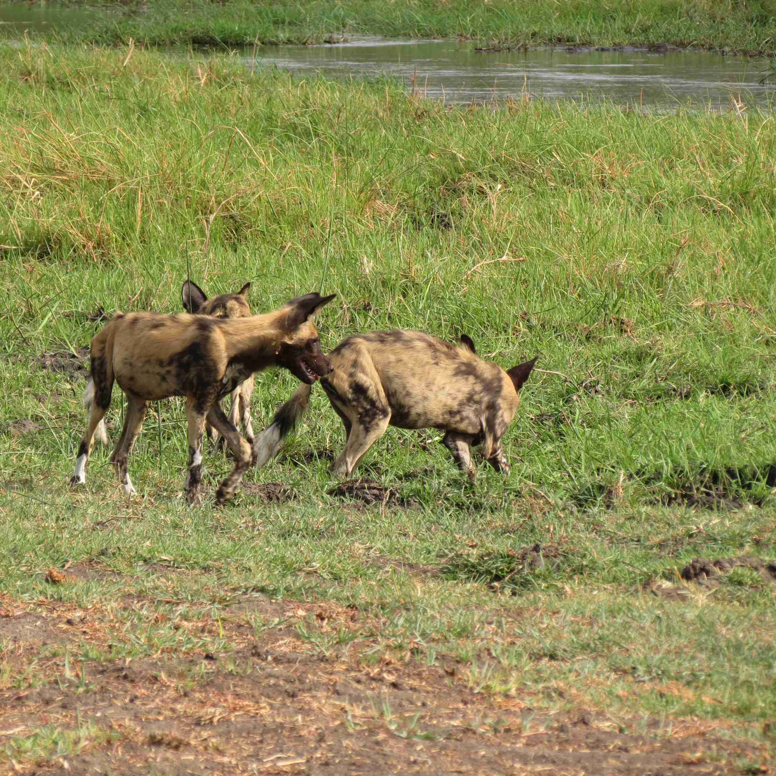 Moremi Game Reserve-Savuti Channel