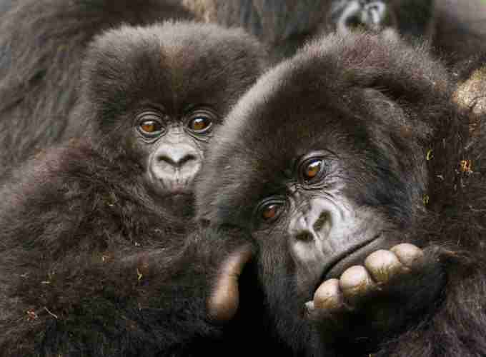 10-Day Wildlife, Chimpanzee and Gorilla