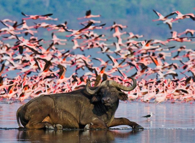 Maasai Mara – Lake Nakuru group safari