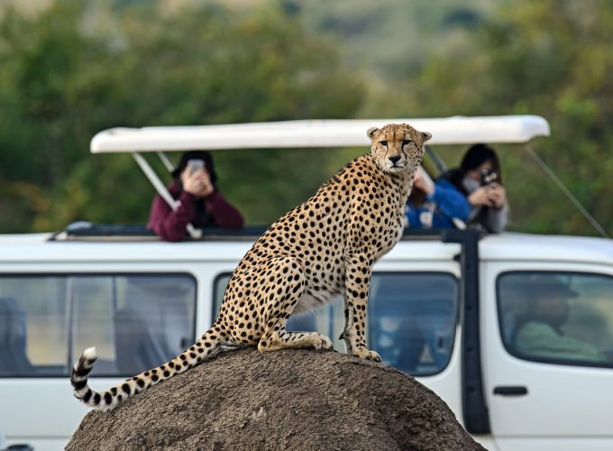 3 Days Masai Mara Group Safari