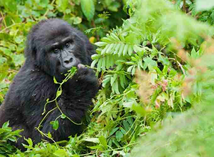 15-Day Gorilla, Lions and Waterfalls Safari[Private Tour]