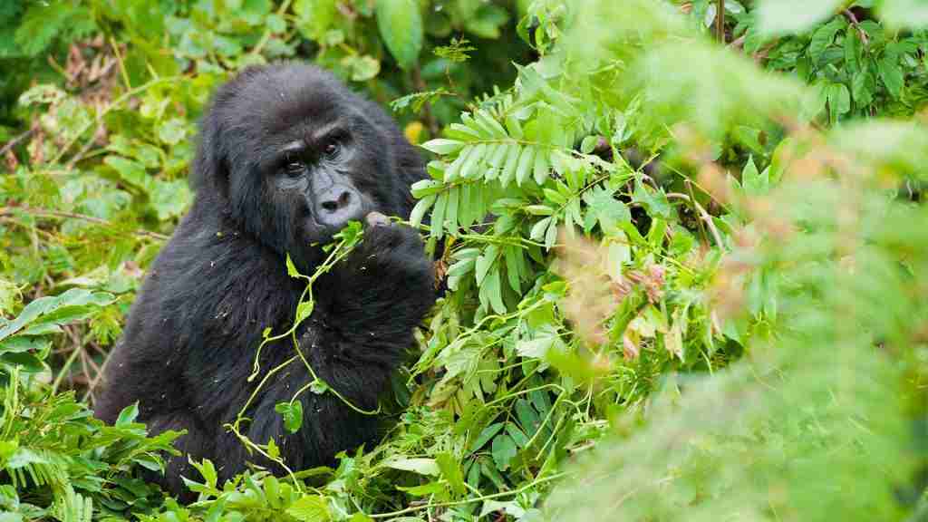 Gorilla trekking - Bwindi Impenetrable National Park 