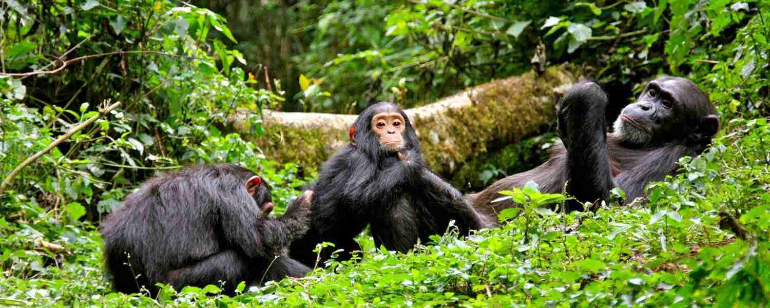 Chimpanzee trekking and drive to Queen Elizabeth National park